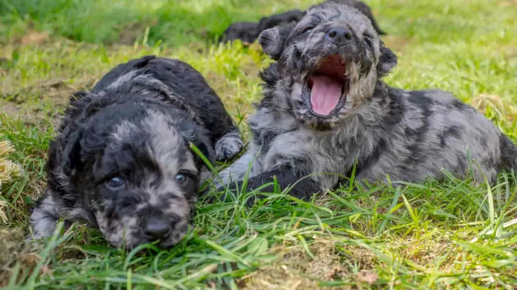 mis on blue merle
