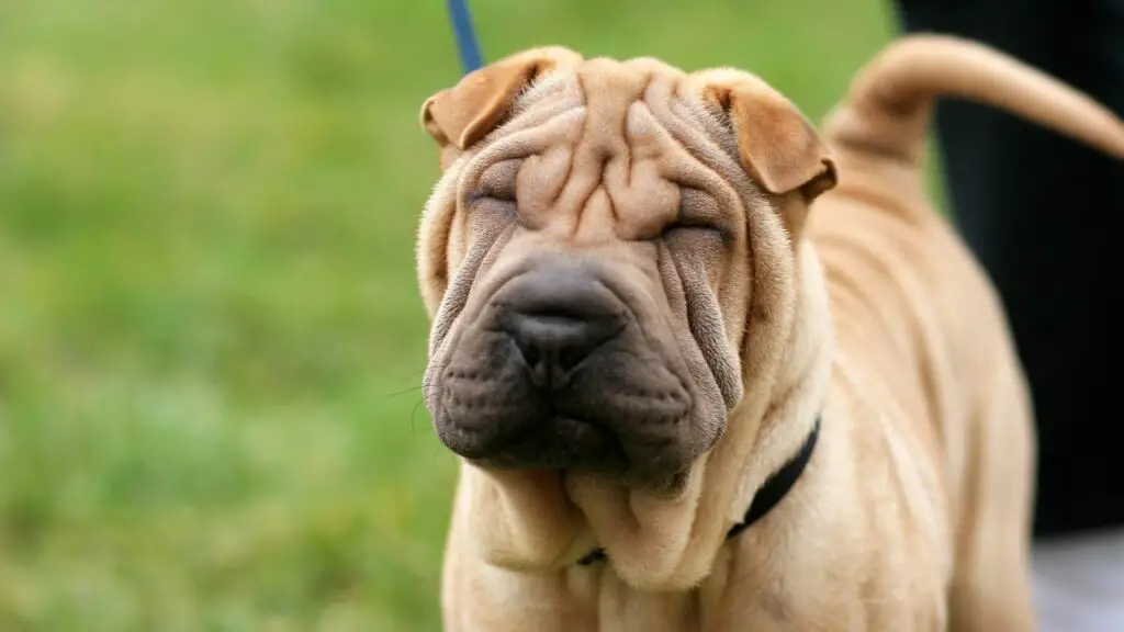 1734606315 948 Shar Pei 1