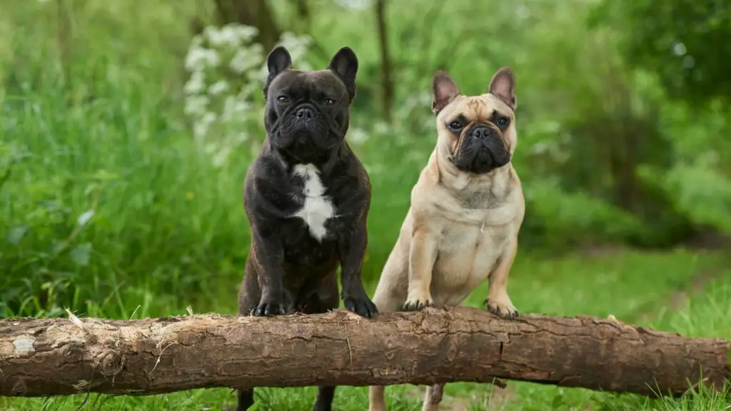 1734650421 204 French Bulldog 8