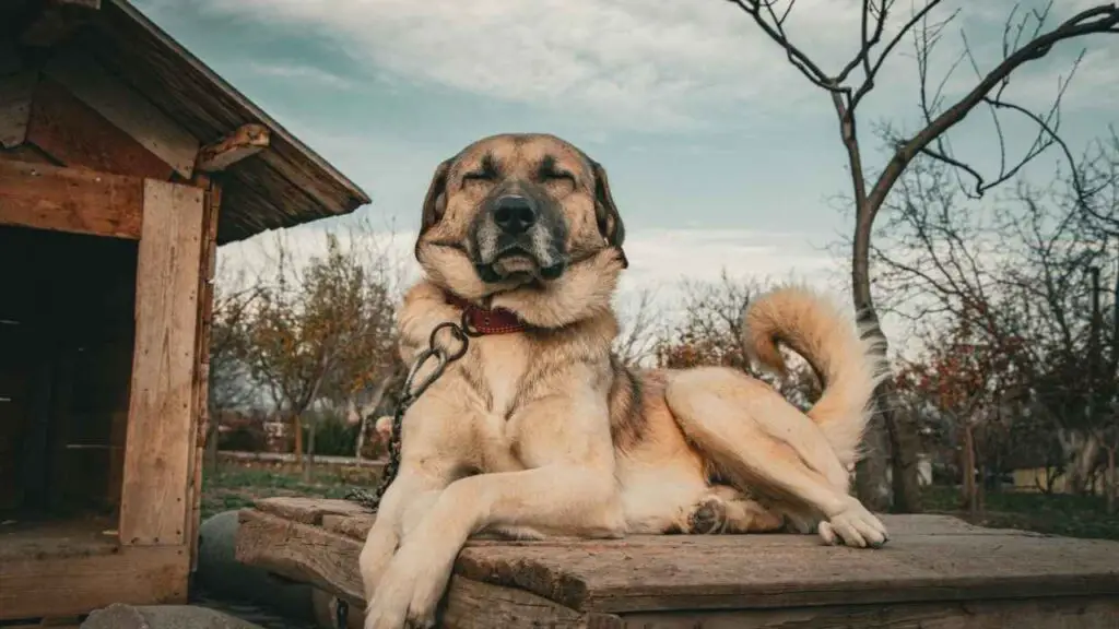 1735065626 150 Anatolian Shepherd 1