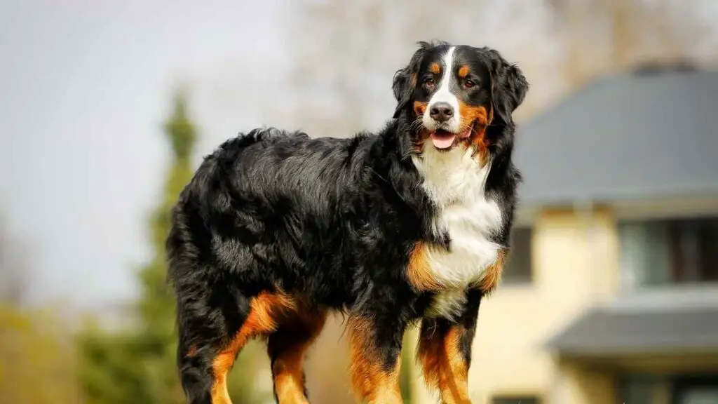 1735065627 609 Bernese Mountain Dog 2 1