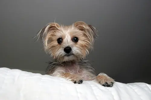 	
	
	
	
yorkie mix tõud