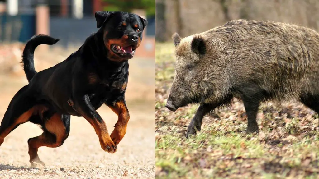 8est Guard Dogs to Protect Against Feral Pigs