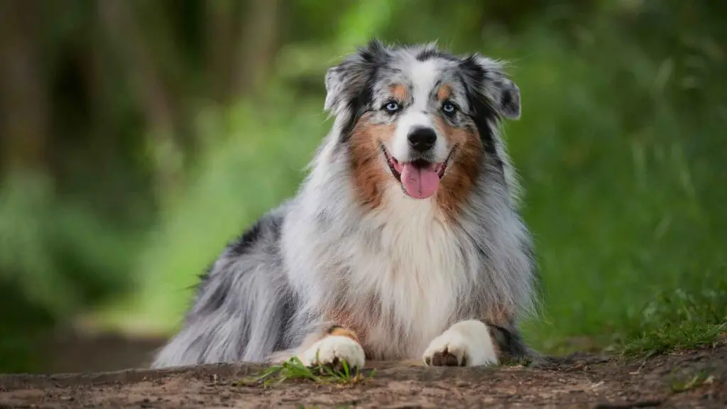 9 Prettiest Dog Breeds that will Steal your Heart 2