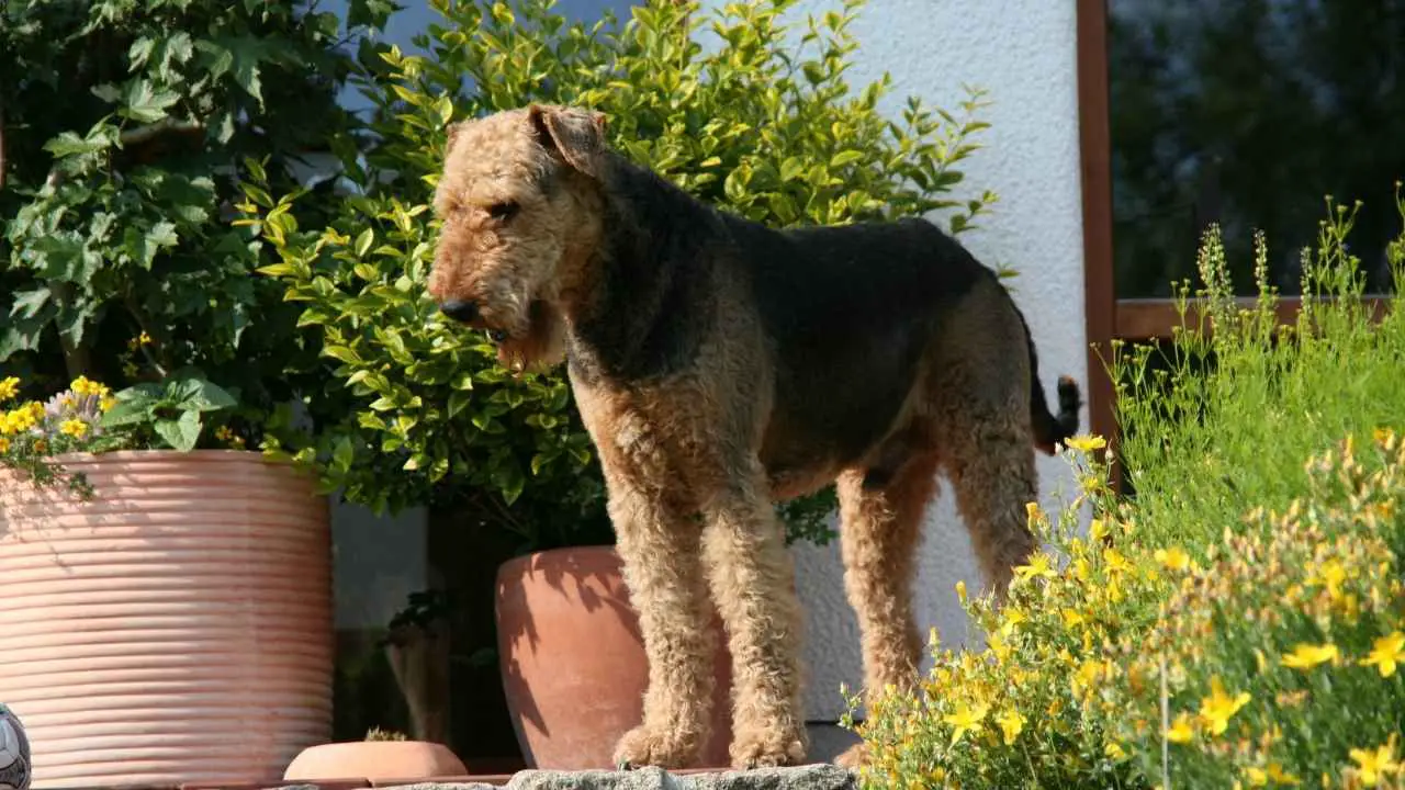 Airedale terjer