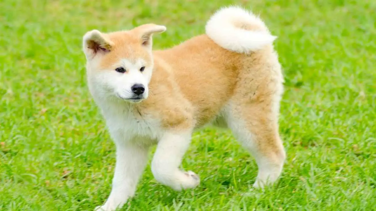 Akita Inu