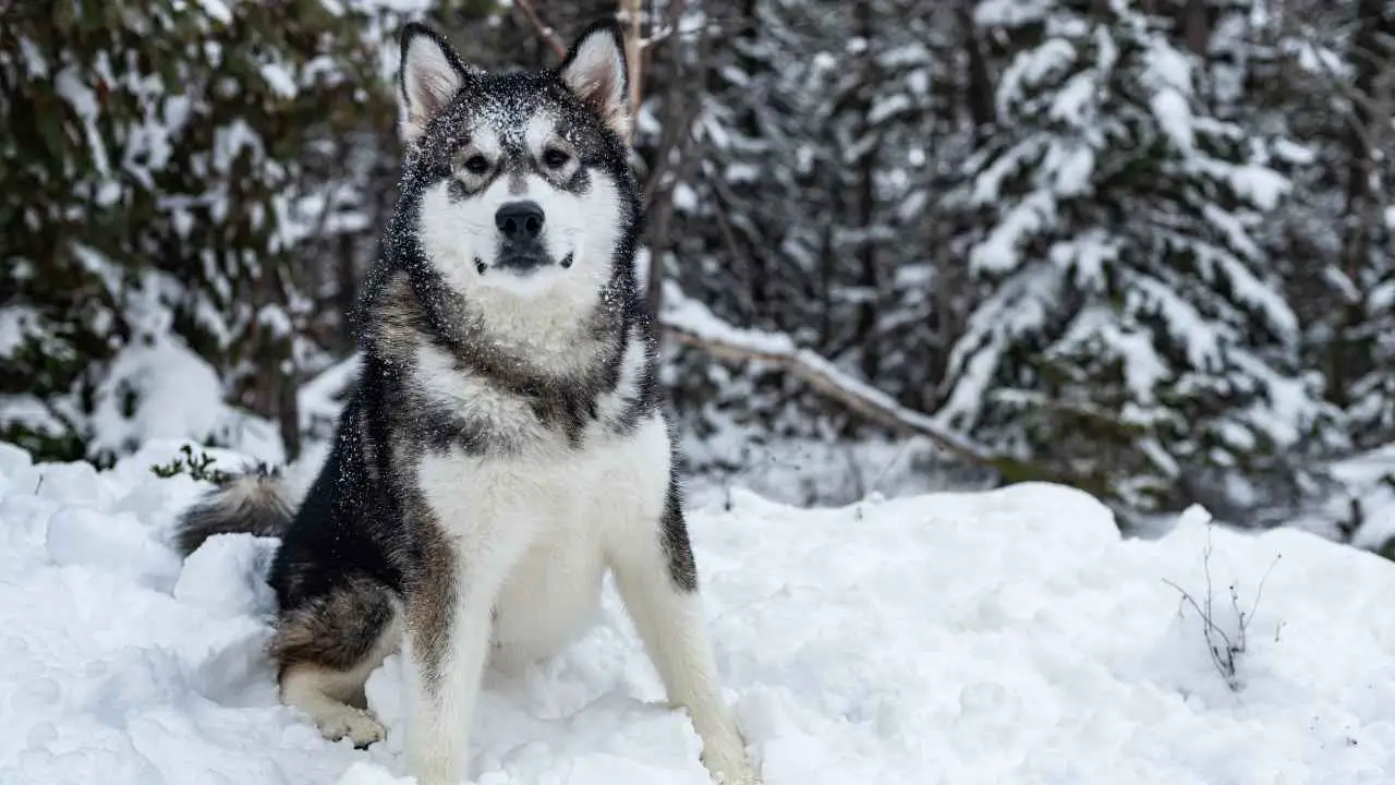 Alaska malamuut