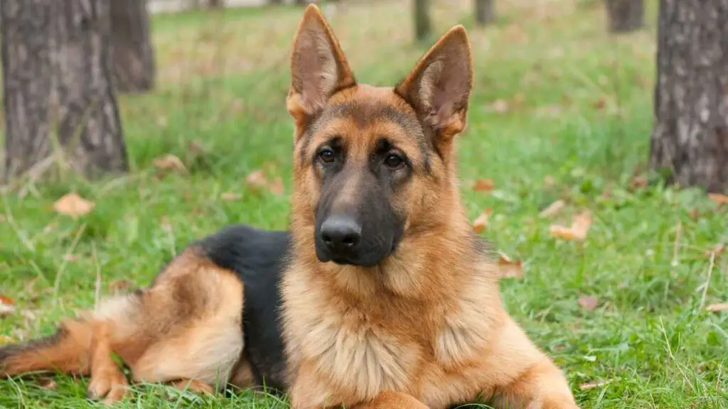 American German Shepherd