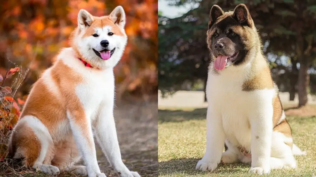 Ameerika akita vs Jaapani akita
