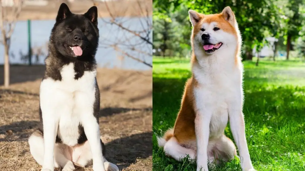 akita inu vs ameerika akita
