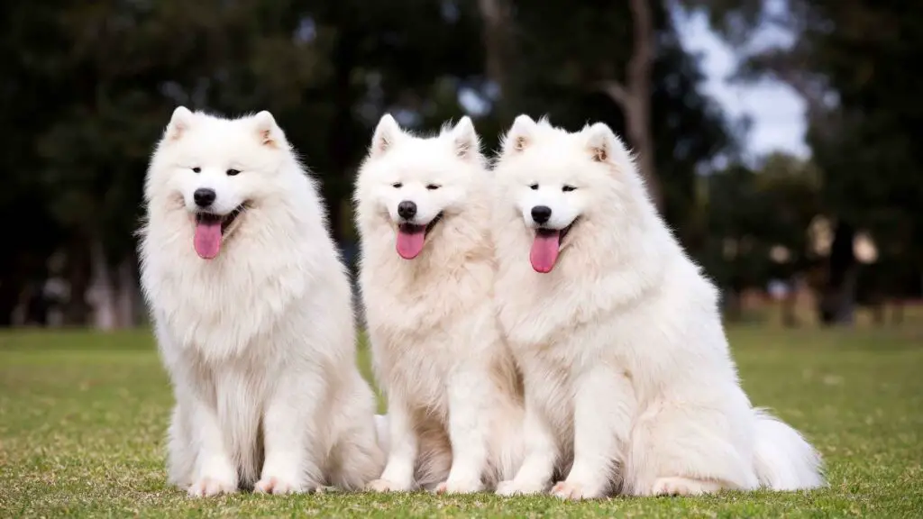 Are Samoyeds Good Guard Dogs