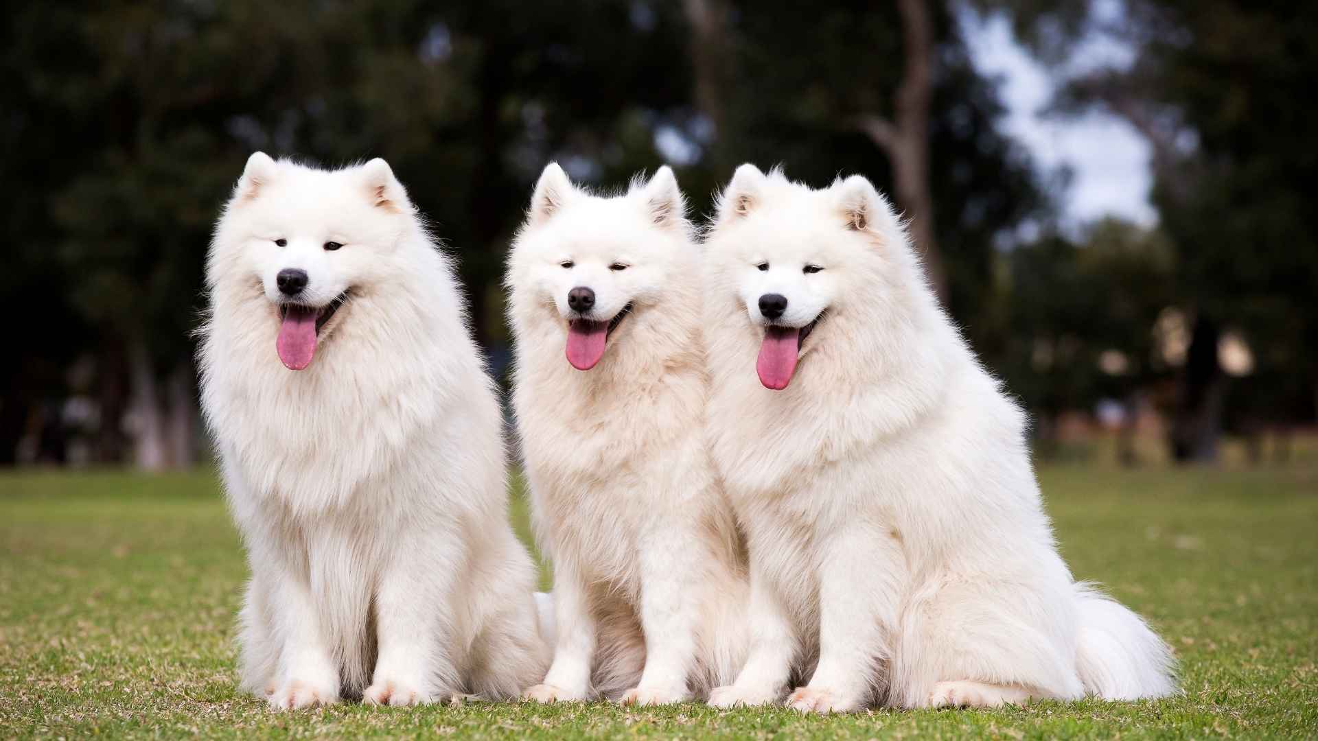 Are Samoyeds Good Guard Dogs