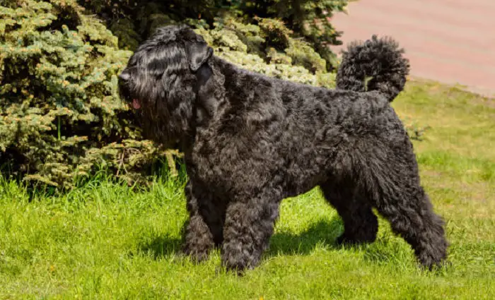 Bouvier des Flandres kutsikad
