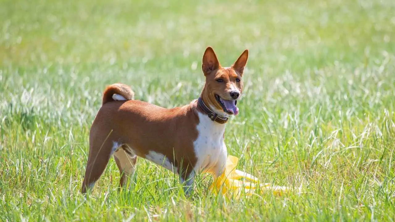 Basenji