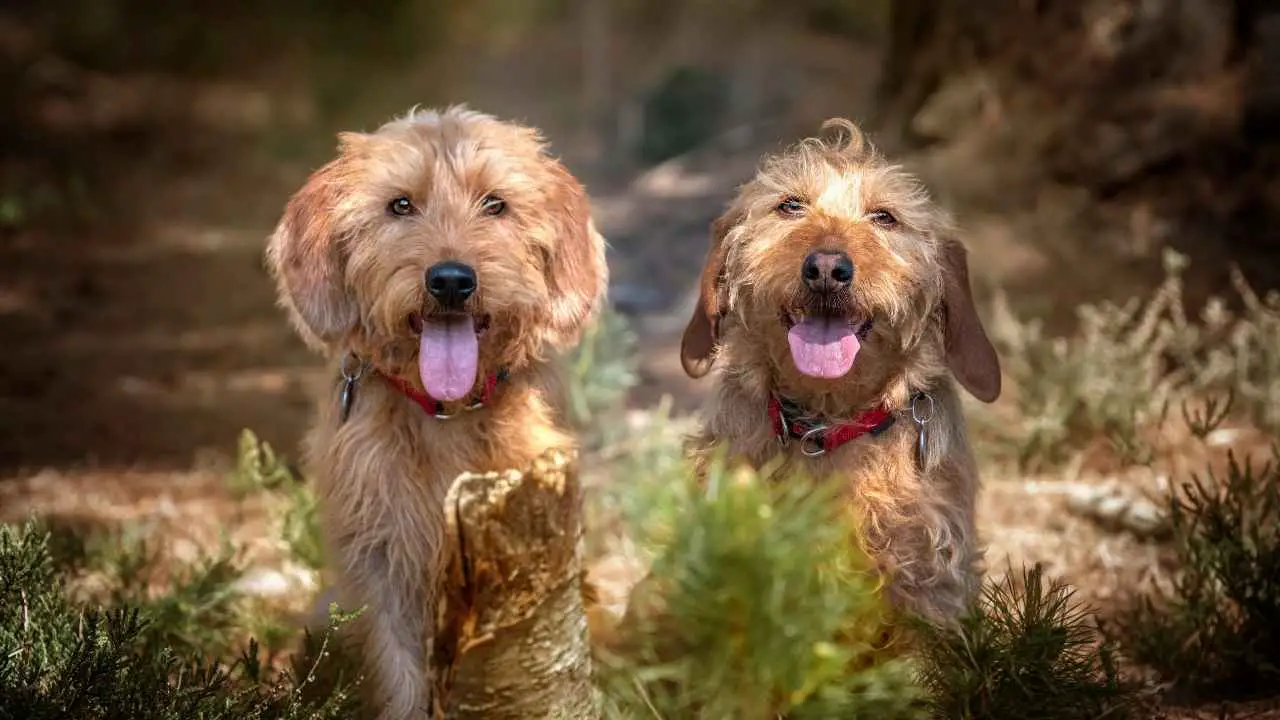 Basset Fauve de Bretagne