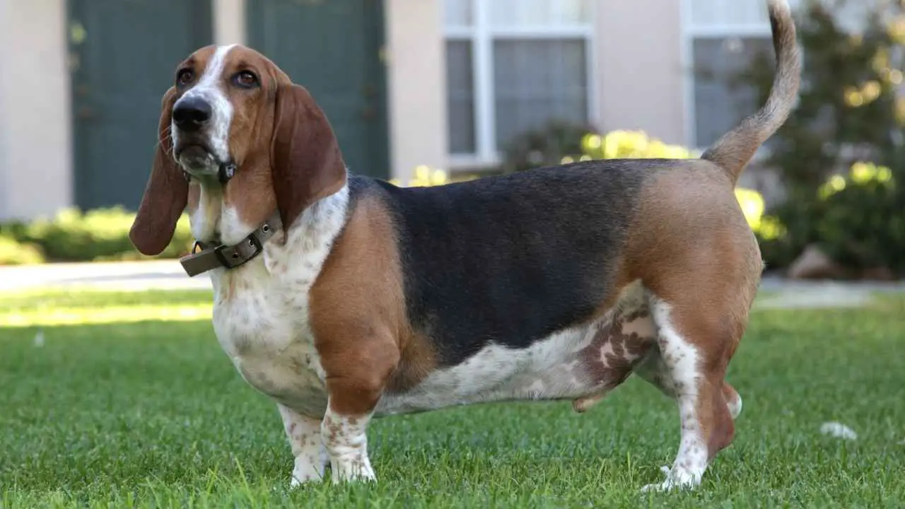 Basset hagijas