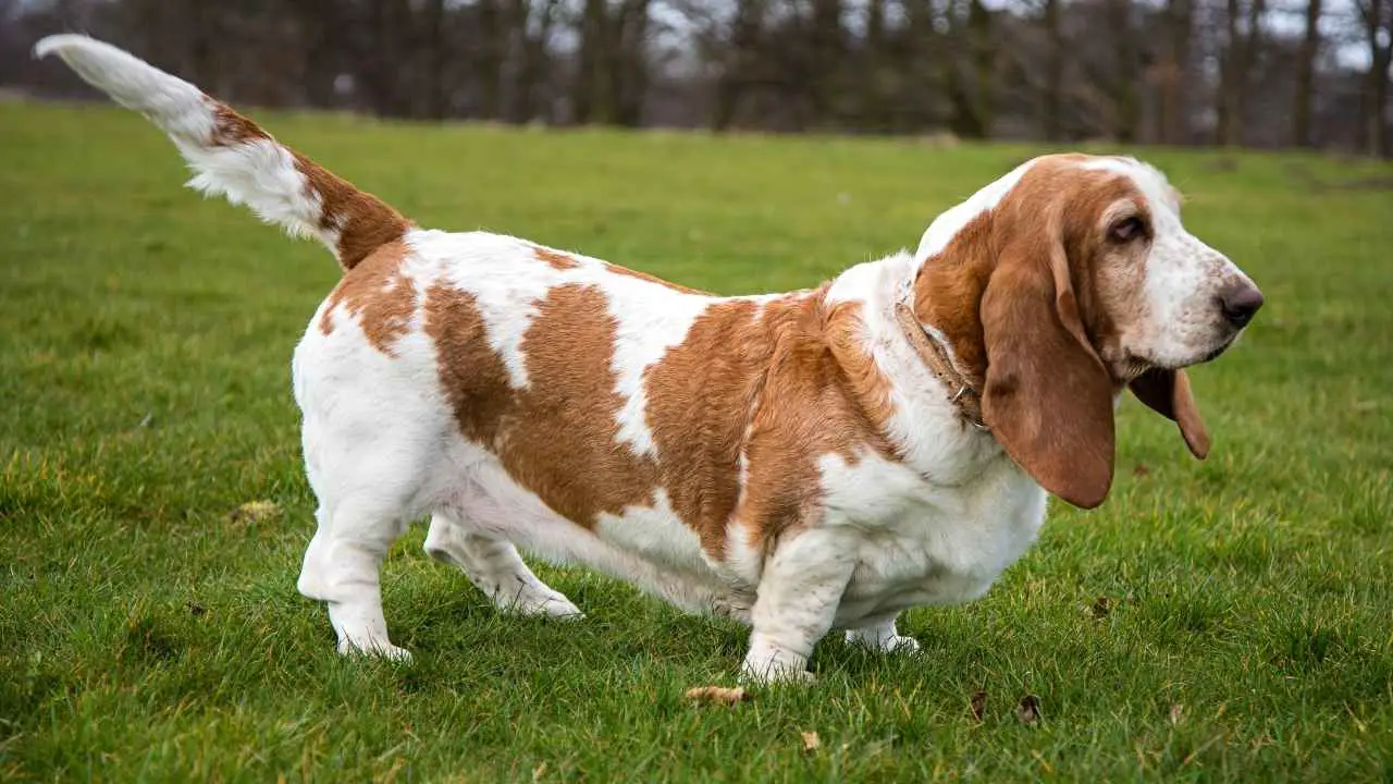 Basset hagijas