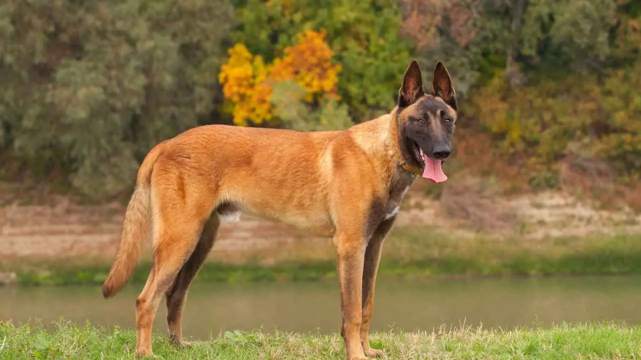 Belgia malinois