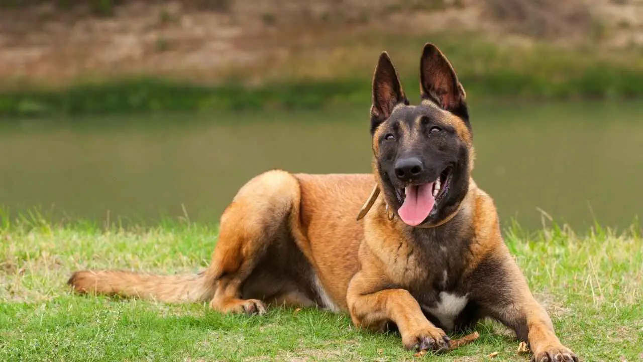 Belgia malinois