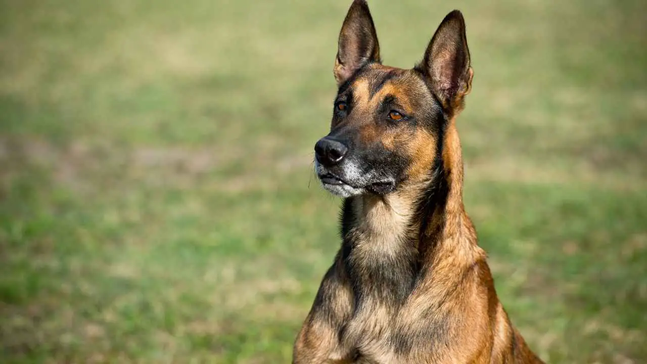 Belgia malinois