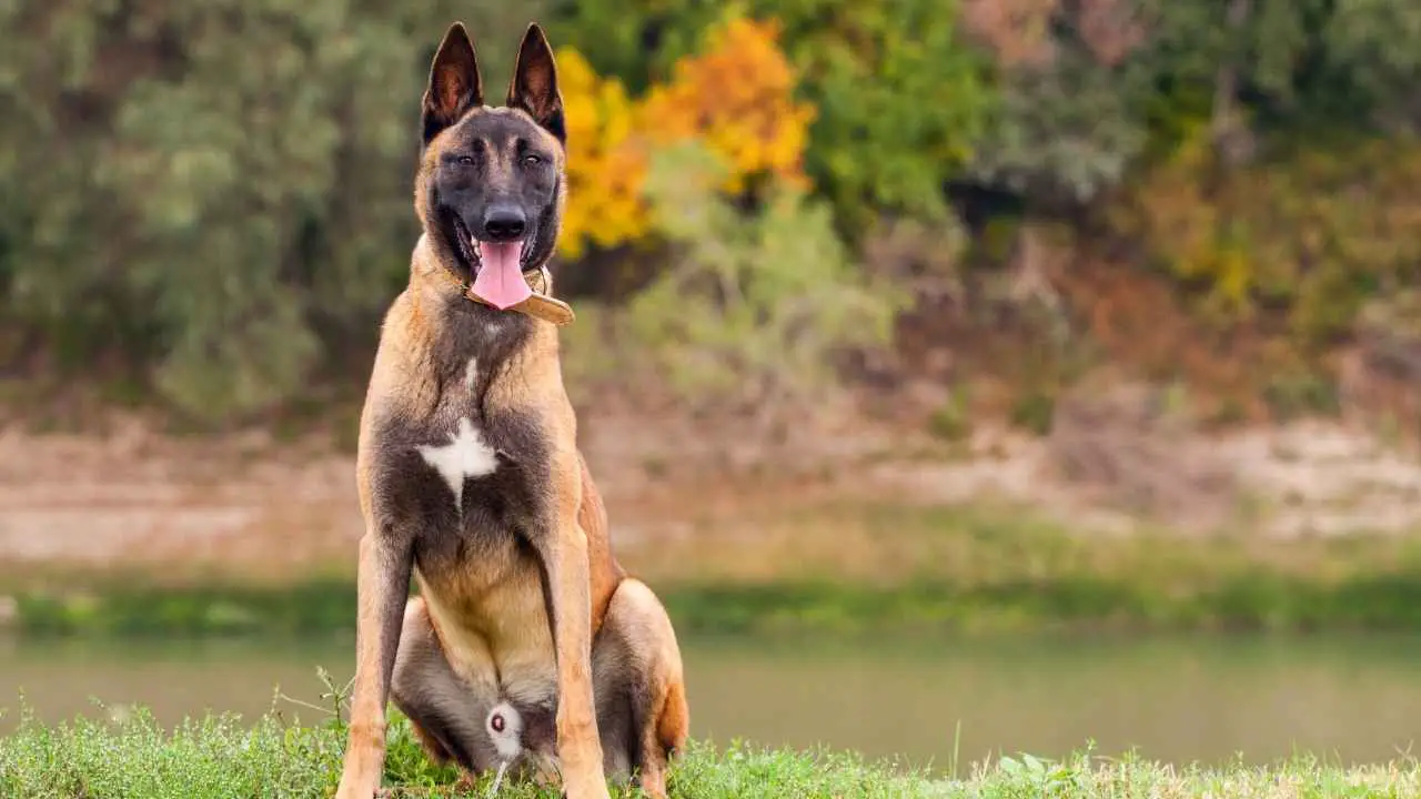 Belgia malinois