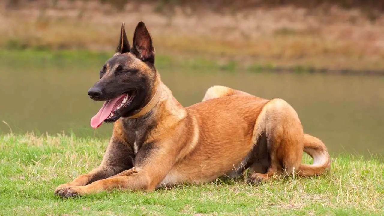 Belgia malinois