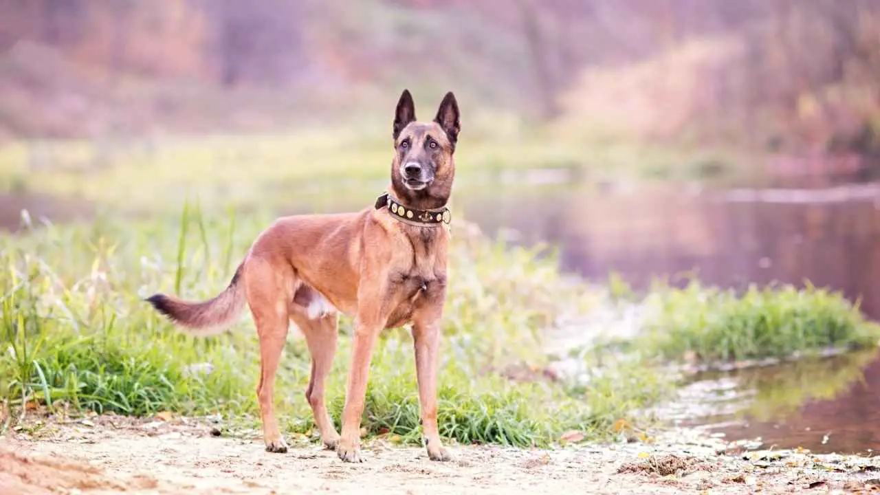 Belgia malinois