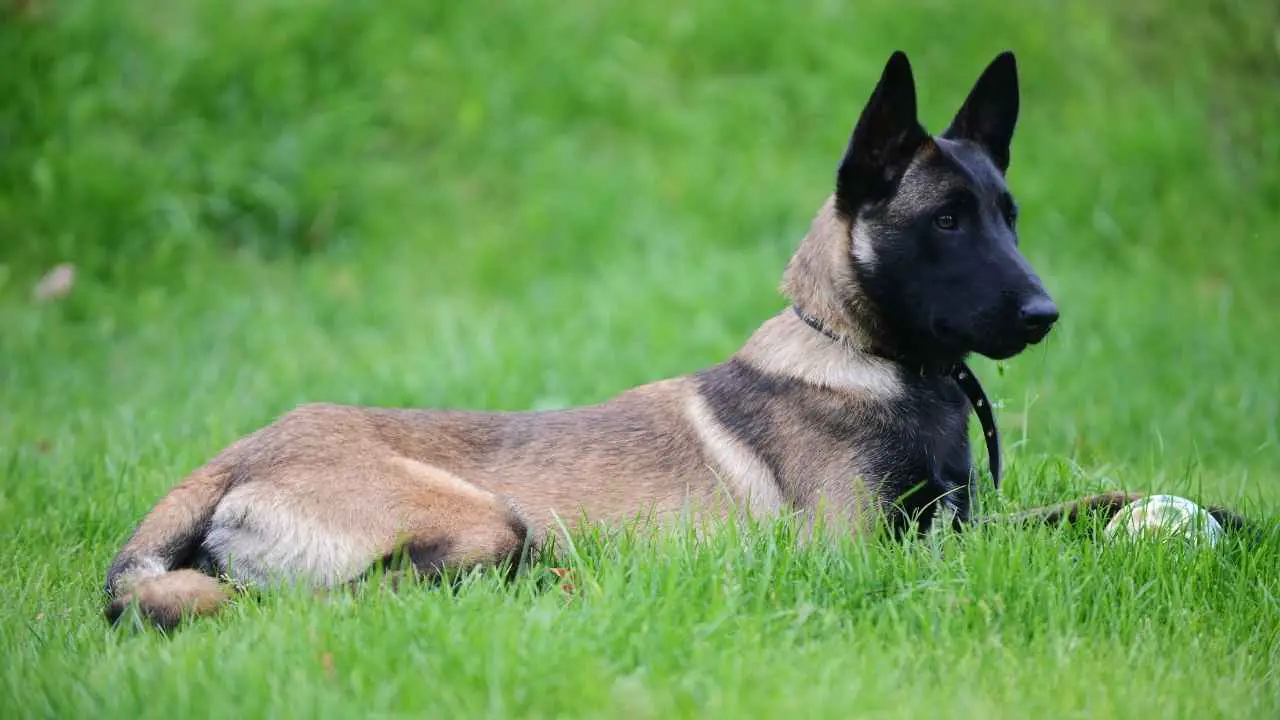 Belgia malinois