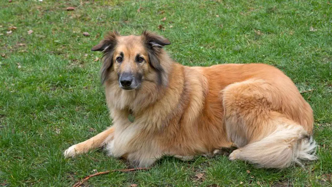 Belgia Tervuren