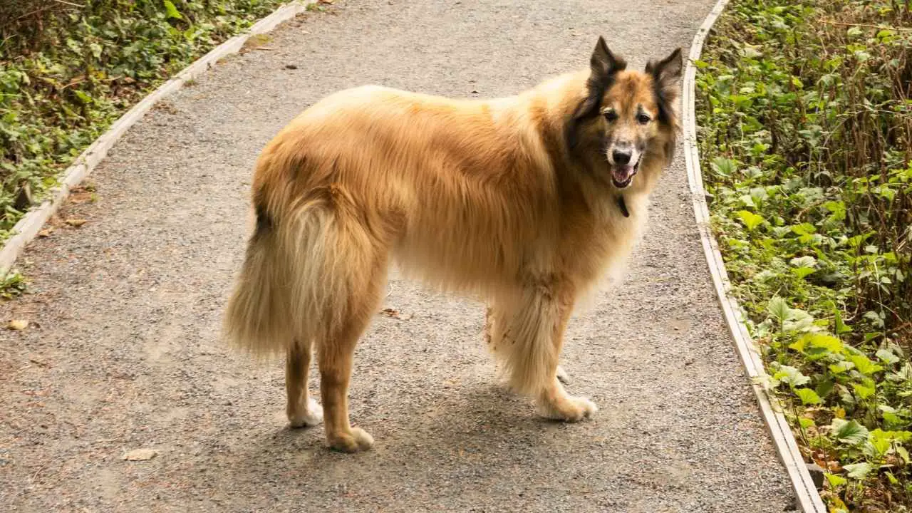 Belgia Tervuren