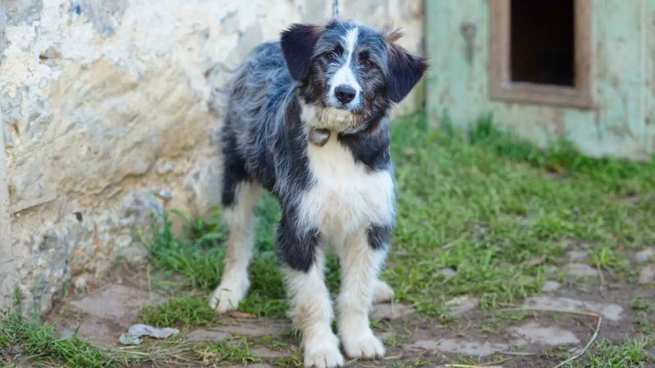 Bergamasco lambakoer