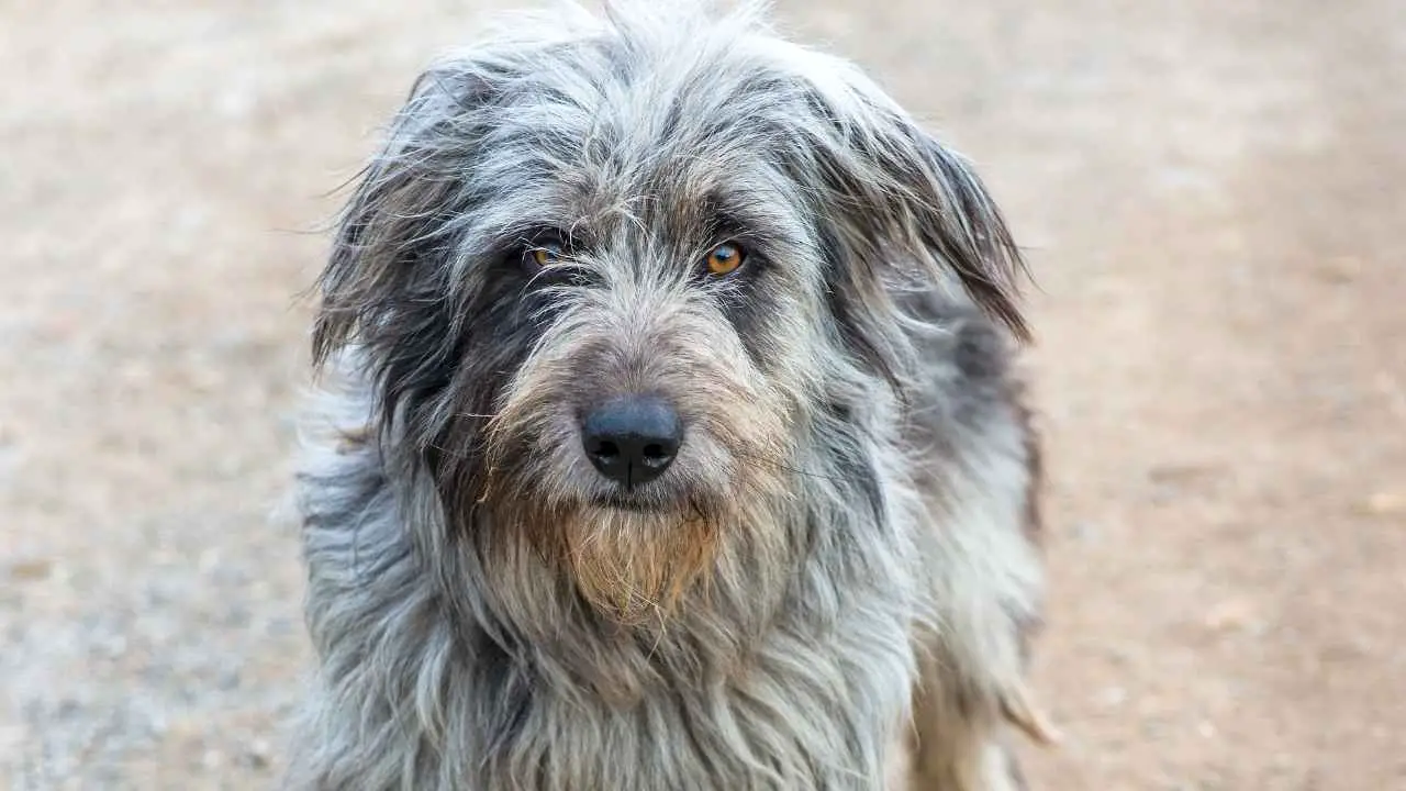 Bergamasco lambakoer