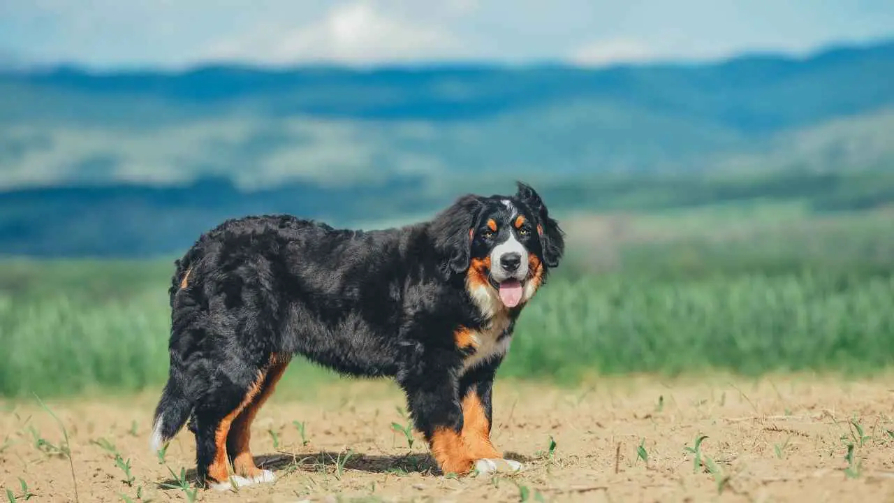 Berni alpi karjakoer