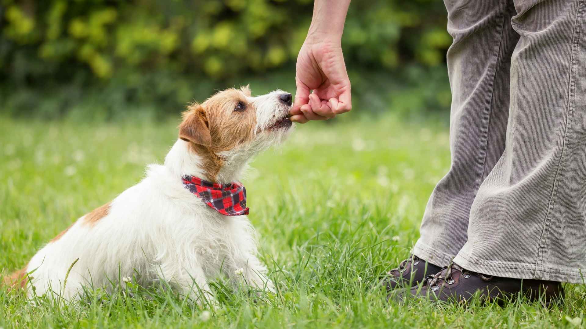 Best Behaved Small Dogs