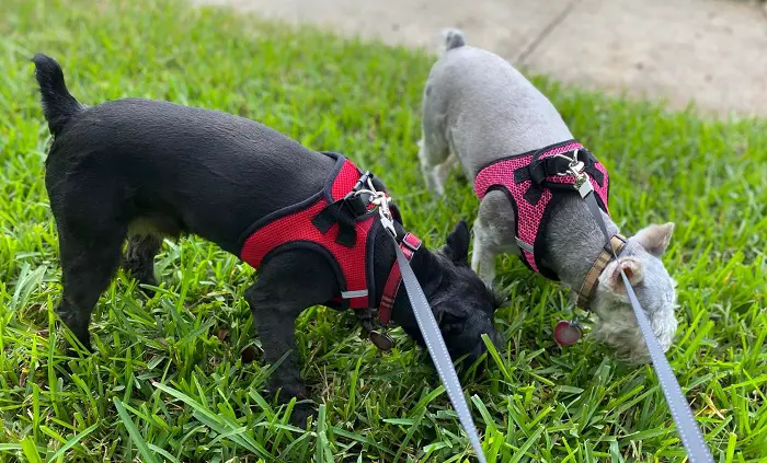 Best Dog Harness for Dachshunds review