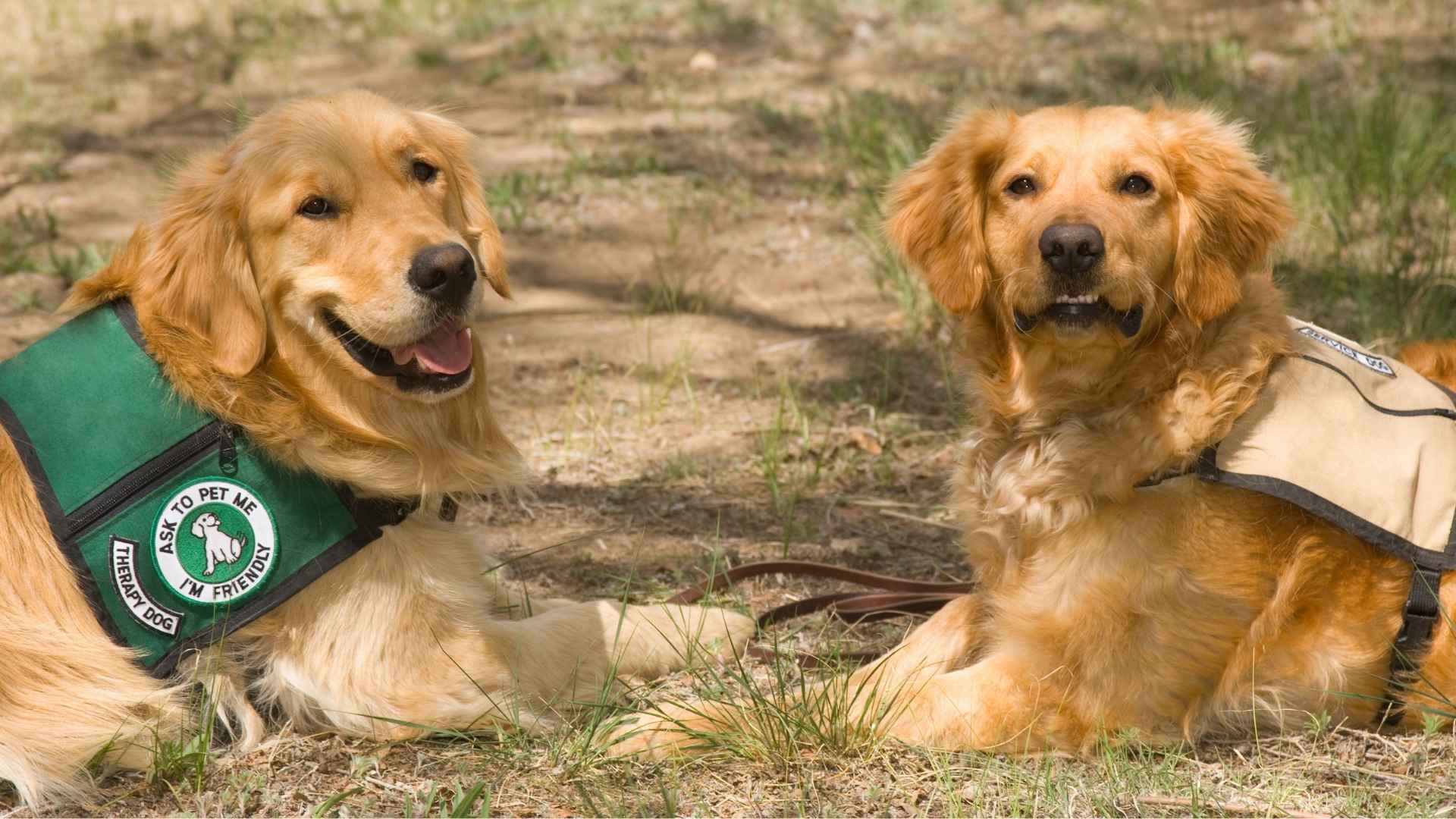 Best Working Dogs