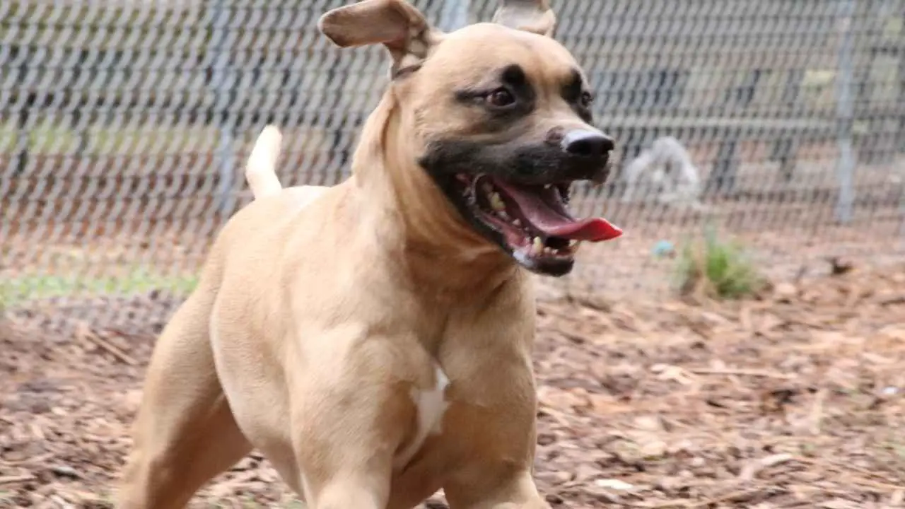 Black Mouth Cur