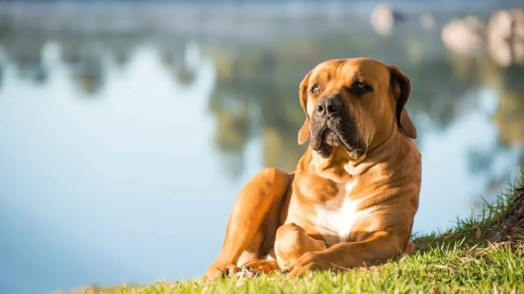 Boerboel 1