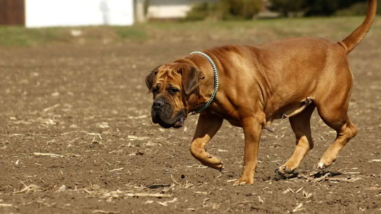 Boerboel