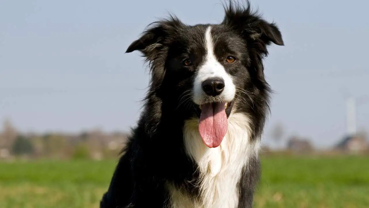 Bordercollie