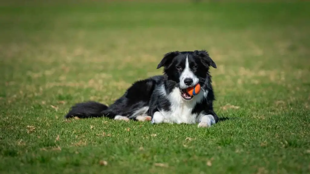 Bordercollie