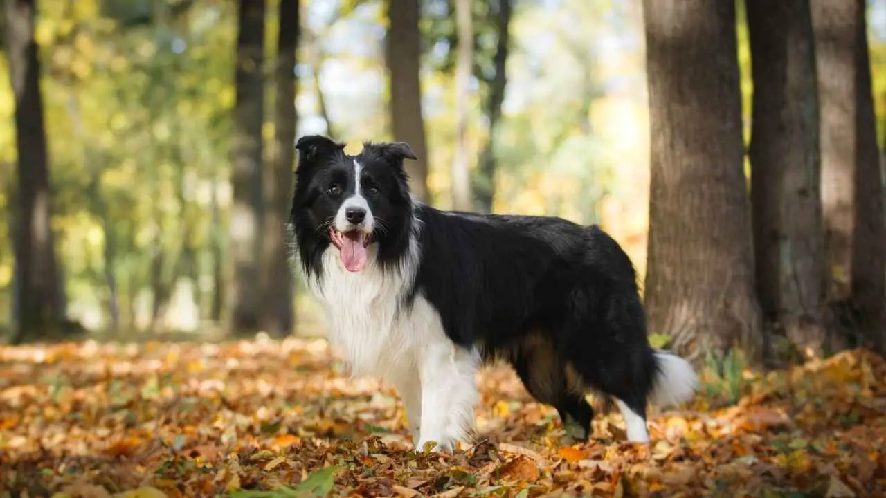 Bordercollie