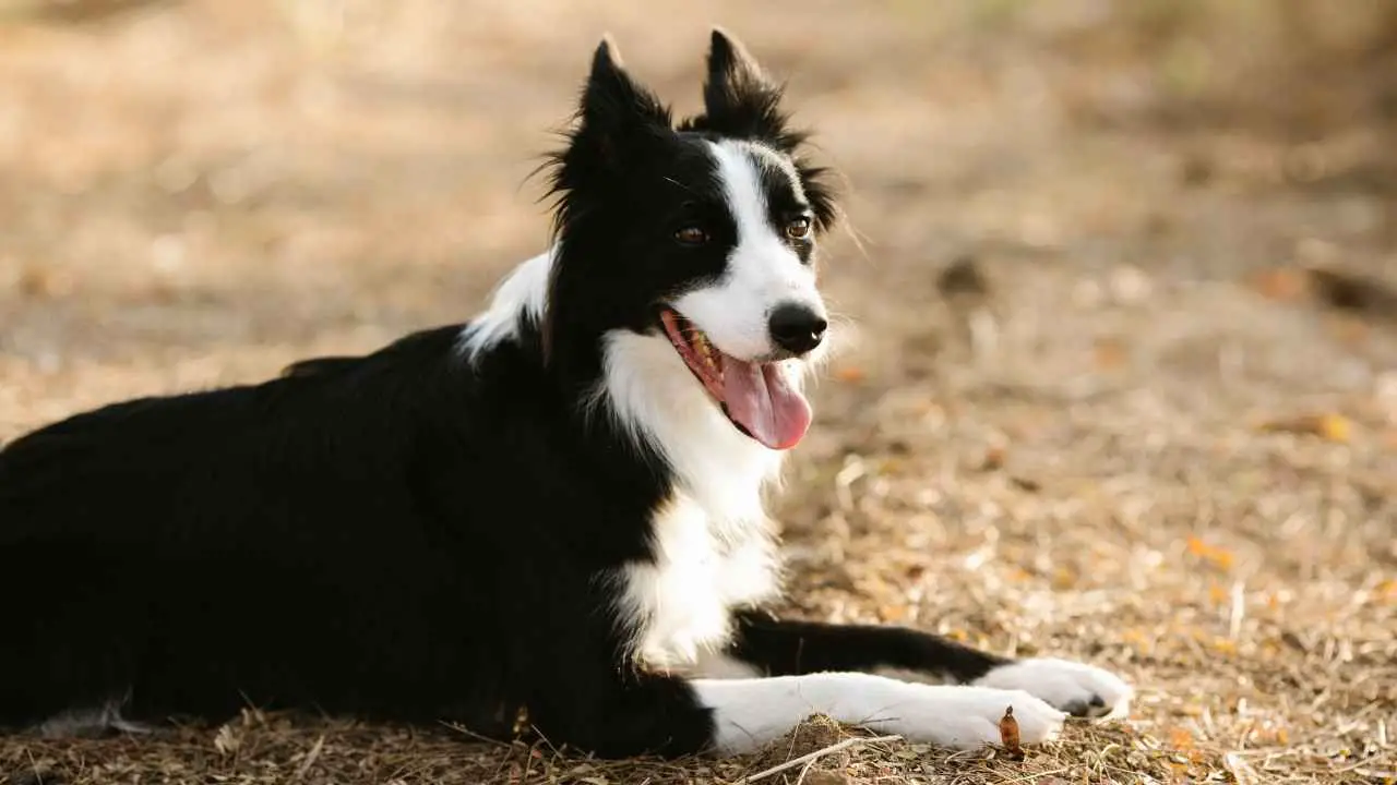 Bordercollie