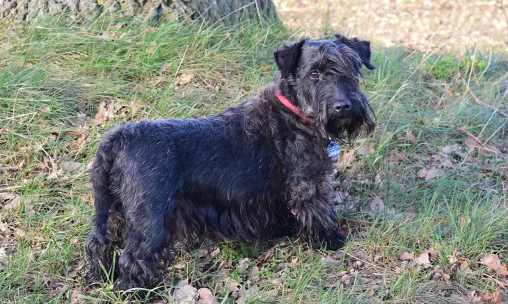 Bouvier Des Flandresi tõug
