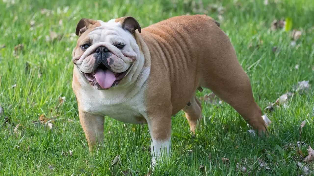 Bulldog