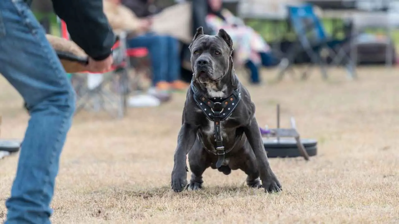 Cane Corso