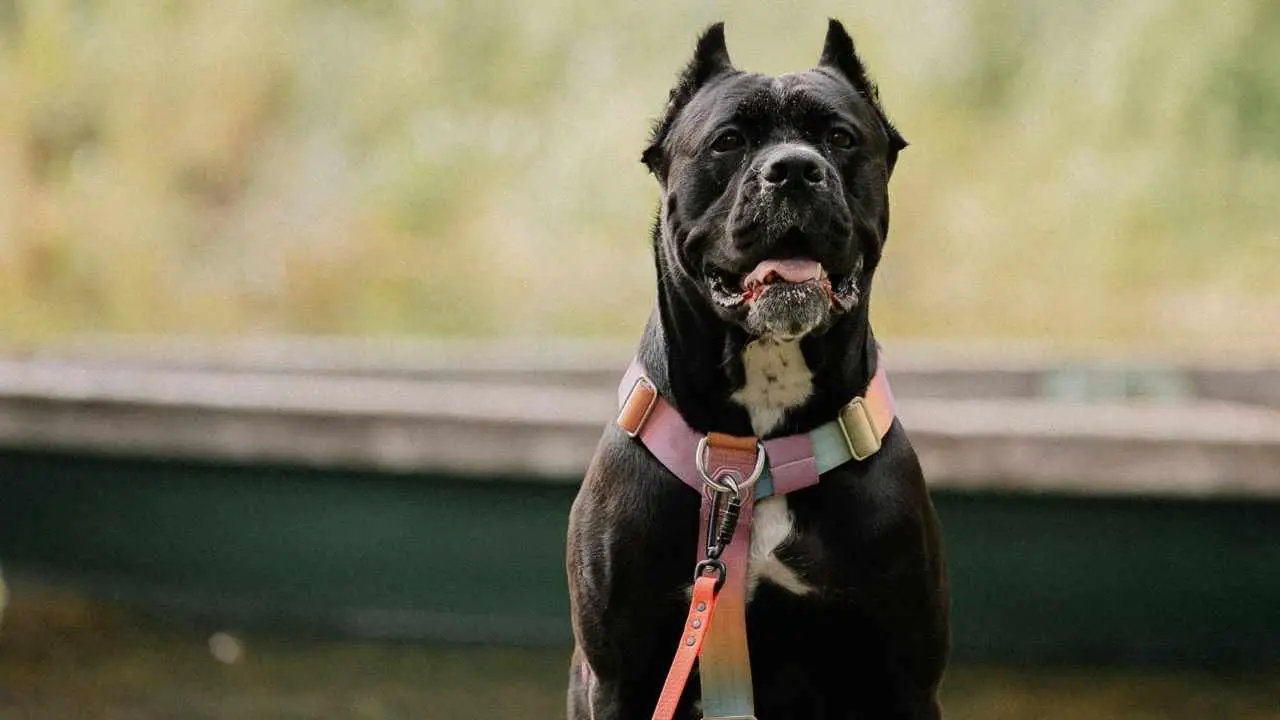 Cane Corso