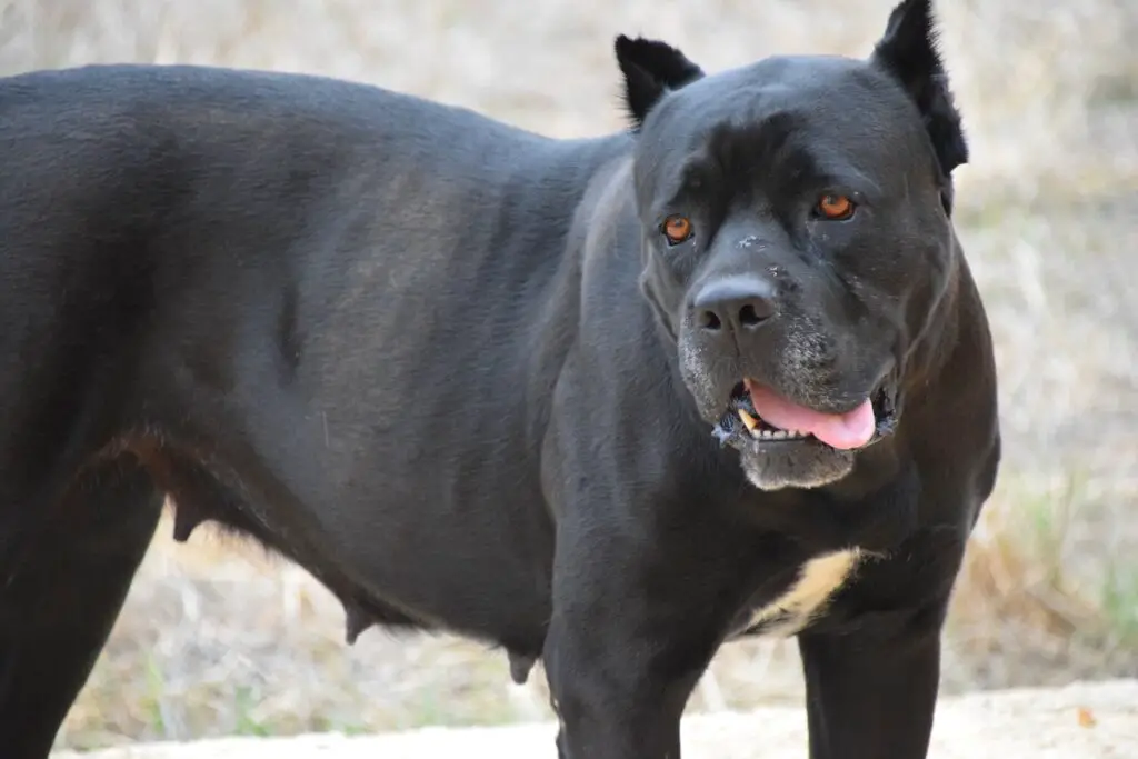 Cane Corso hammustusjõud