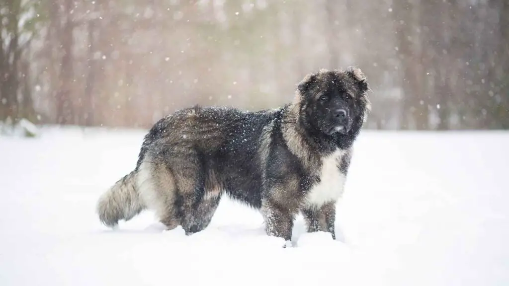 Caucasian Shepherd Dog