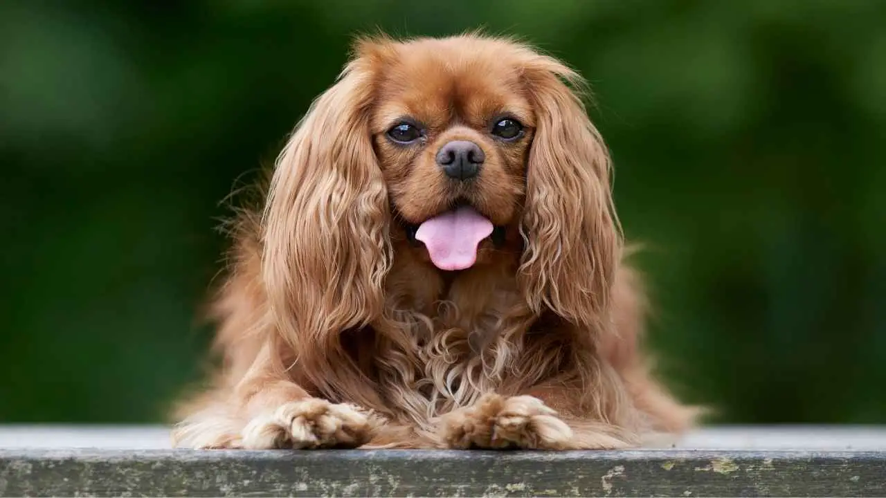 Cavalier King Charlesi spanjel